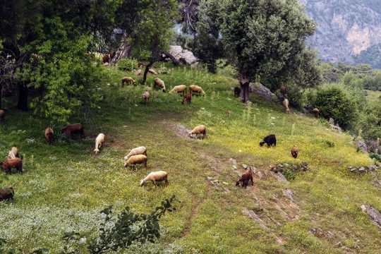 provata katsikia